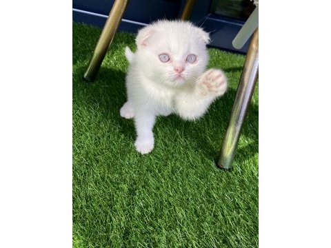 Kırık kulak scottish fold pamuk gibi yavru