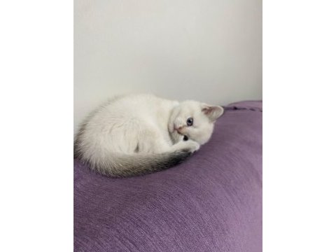 60 günlük colorpoint british shorthair