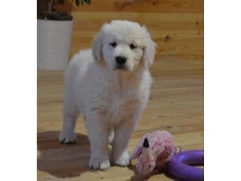 Golden retriever adrese teslim kapıda ödeme yapabilirsiniz