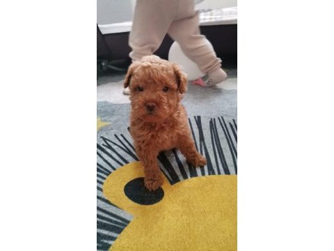 Köpekler yeni sahiplerini arıyorlar