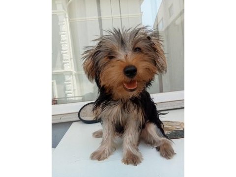 Yorkshire terrier yavrularımız