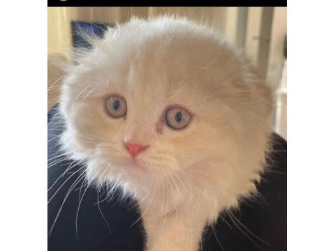 Scottish fold yavru