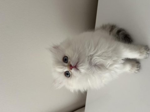 British longhair yavrular