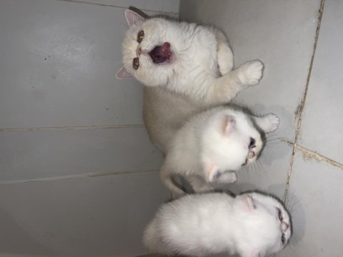 Sağlam iran kedisi