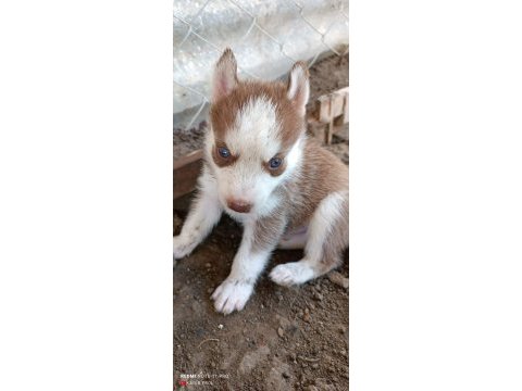 Safkan husky yavruları