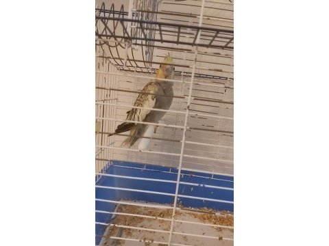 Yavru pearl sultan papağanı