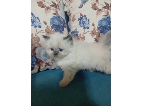 50 günlük british shorthair bebekler
