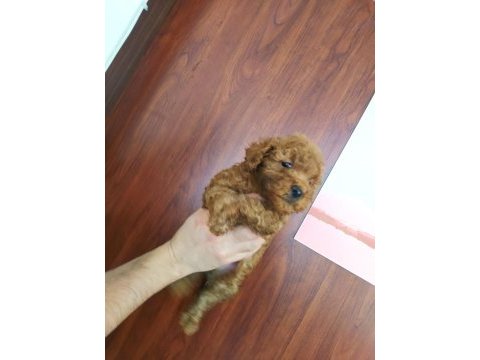 Poodle yavruları ücretsiz değildir