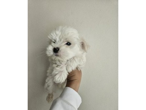 Maltese terrier yavru köpeğimiz