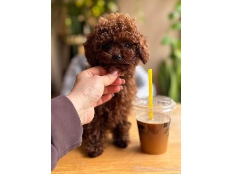 Toy poodle kore köpeğimiz