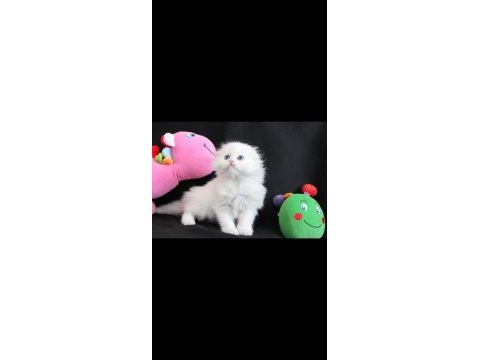 Hodri meydan daha güzeli yok scottish fold