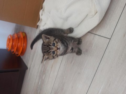 Dişi kedilerimize yuva arıyoruz