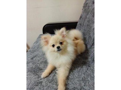 Aşıları tam cip yada kimliği yok oynamayı seven pomeranian