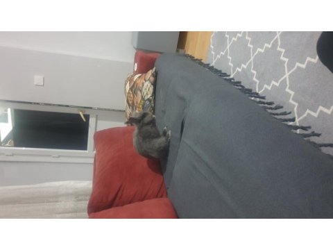 Lop cüce tavşan