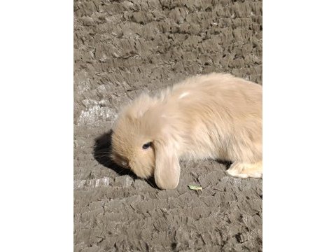 Hollanda teddy lop tavşanı