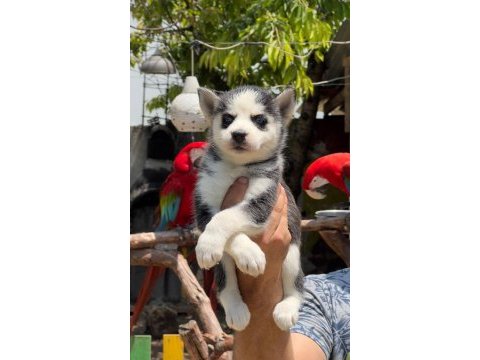 Husky bebeklerimiz