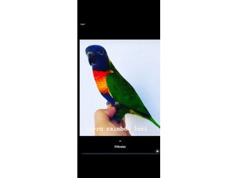 Rainbow lori papağanı