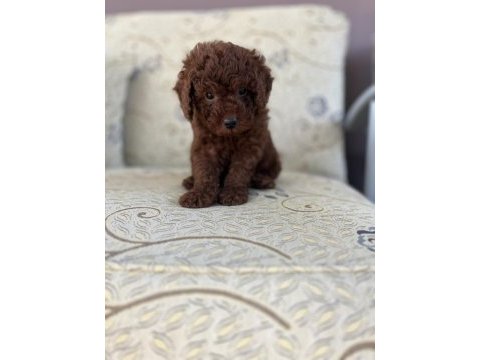 Korean 3,5 aylık erkek yavru poodle