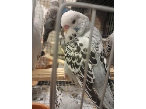 Jumbo yavru renk güzelleri muhabbet kuşlar