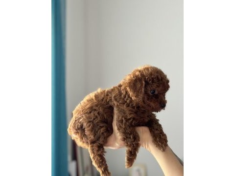 Tuvalet eğitimli toy poodle yavrular