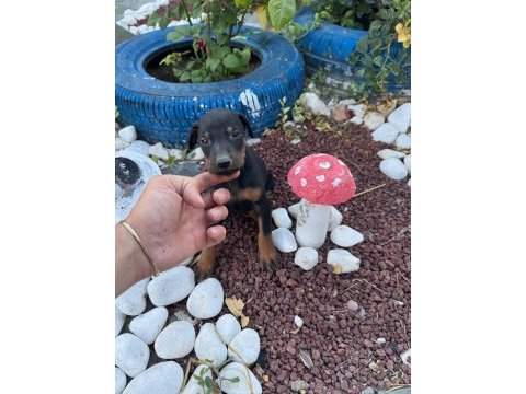 Minik doberman köpekler yeni yuvalarını arıyor
