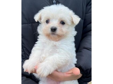 Orjinal maltese terrier bebekler