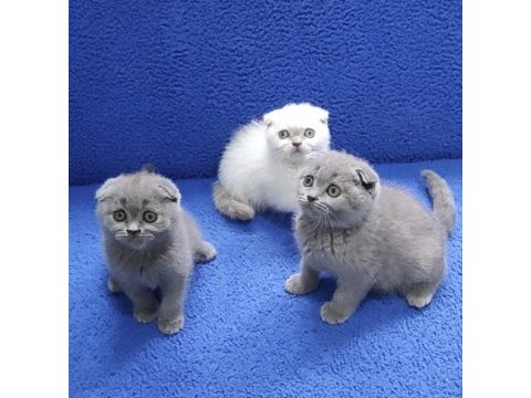Scottish fold yavrularımız yeni yuvalarını arıyor
