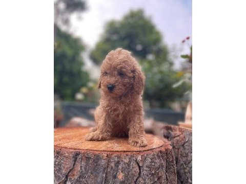 Sağlık garantili karma aşıları yapılmış yavrular toy poodle