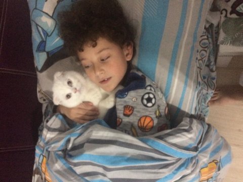 Karbeyaz mavi gözlü kedimiz uyguna sahiplendirilecek kedim