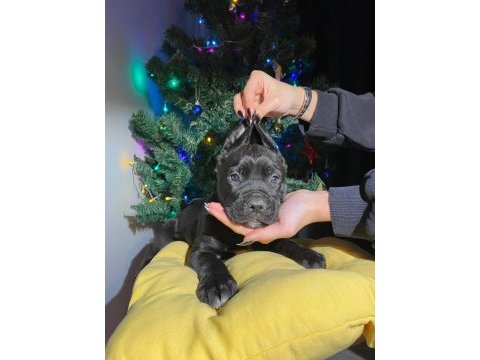 Safkan şampiyon anneden blue ve siyah cane corso yavrular