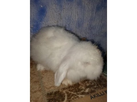 Hollanda teddy lop anaç tavşanlar