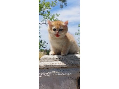 Golden british shorthair ny12