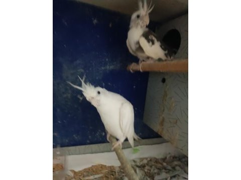 Albino wf takım sultan papağanı yavru