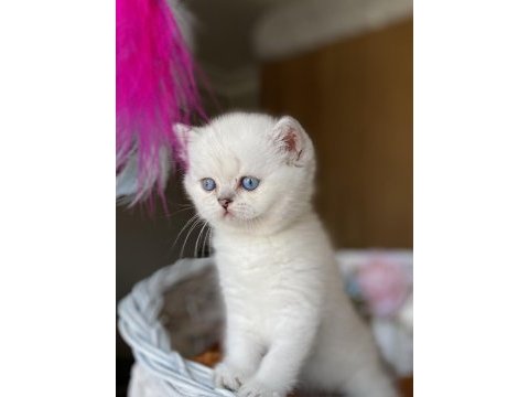 A+ show kalite british shorthair ns11 yavrumuz