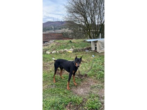 14 aylık çok güçlü asil doberman