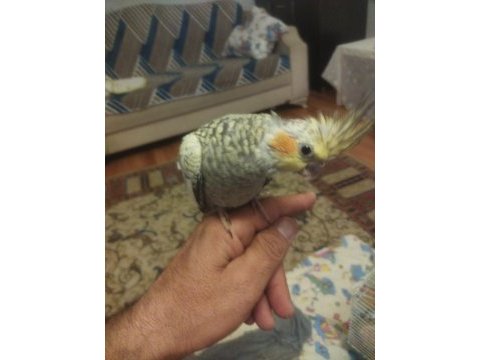 Sultan papağanı bir aylık
