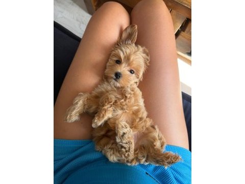 Sıfır numara kore maltipoo