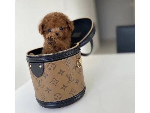 35 günlük toy poodle yavruları