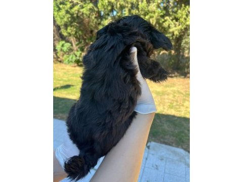 Shih tzu yavru köpeğimiz