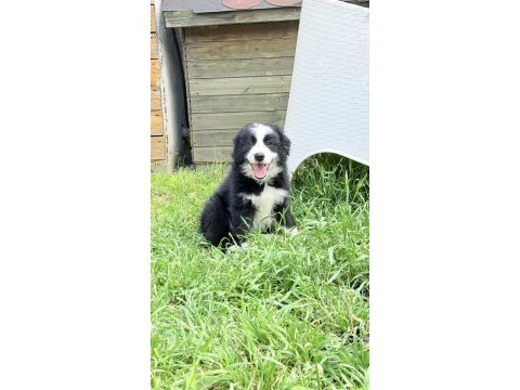 Siyah beyaz border collie yavrular
