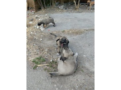 2 aylık yavru köpekler