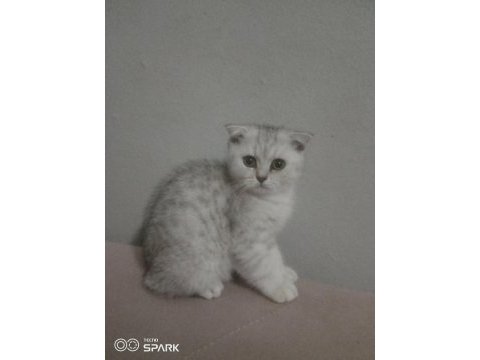 2.5 aylık erkek silver scottish fold
