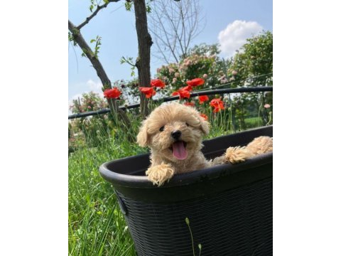 Irk garantili maltipoo yavruları