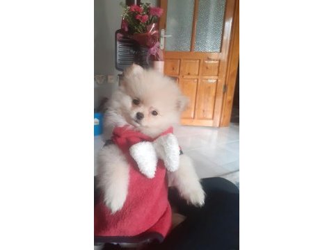 Pomeranian boo 2.5 aylık