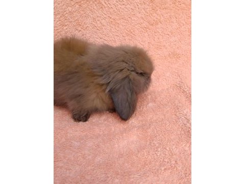 Hollanda teddy lop tavşanımız