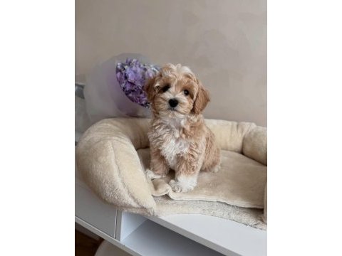 Maltipoo yavrularımız için arayabilirsiniz
