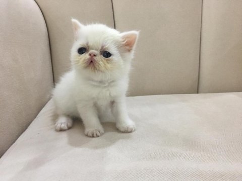 Maviş orjinal exotic shorthair bebişler
