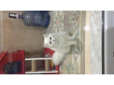 Pamuk babanın kara kuzusu british longhair