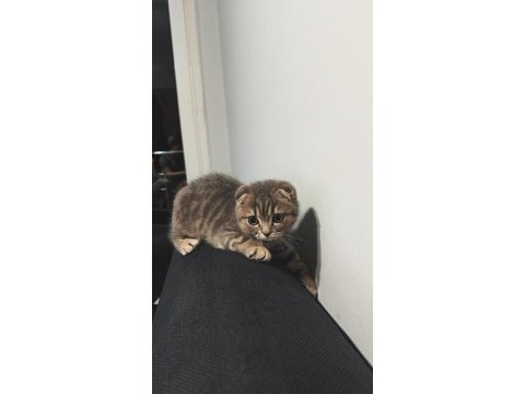 Erkek scottish fold