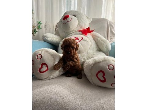 Kendi kızımın yavruları orjinal red poodle yer antalya